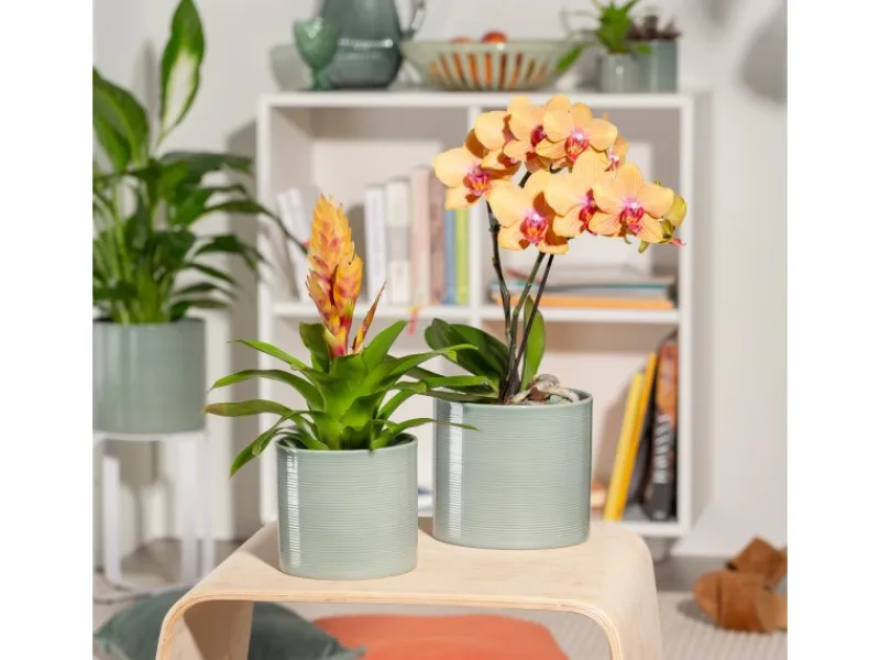 New Scheurich Übertopf 828 Ø 12 cm x 11 cm Grün Sage