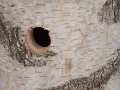 Best Siena Garden Nistkasten aus Birke Natur 29 cm x 24 cm x 19 cm FSC®