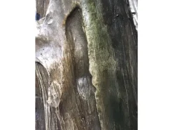 Discount Silex Kunststeinbrunnen Ginkgo