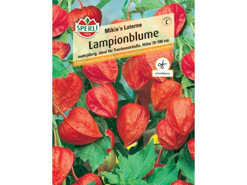 Sale Sperli Lampionblume "Mikie's Laterne" Physalis alkekengi