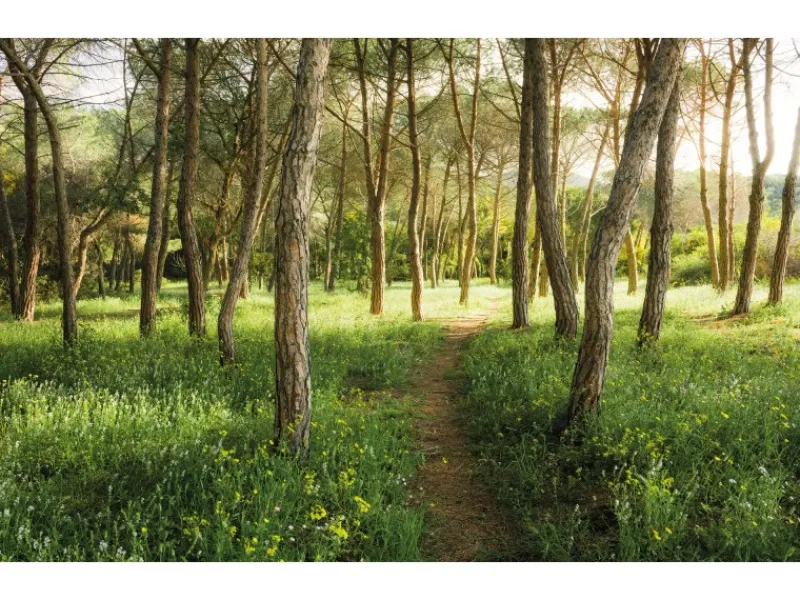 Komar Vlies Fototapete Blütenzauberwald 450x280 cm