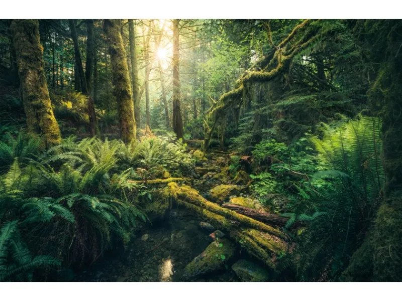 Komar Vlies Fototapete Elves Cathedral 450x280 cm