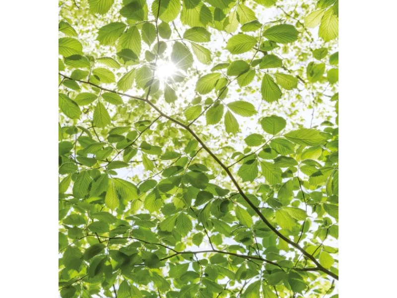 Komar Vlies Fototapete Im Frühlingswald 250x280 cm