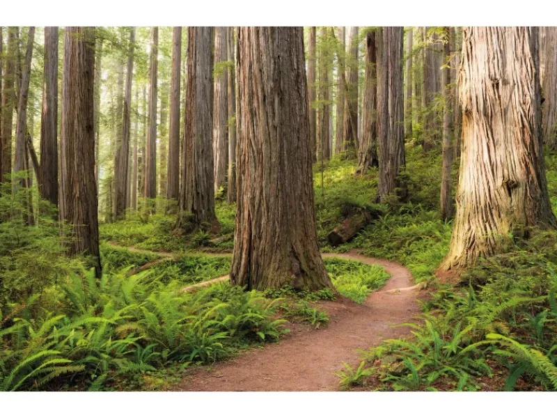 Komar Vlies Fototapete Redwood Trail 450x280 cm